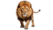 Image of a fully grown male lion, Panthera leo, closing one eye while looking directly at the camera. The lion is depicted on a transparent background.