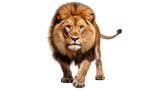 Image of a fully grown male lion, Panthera leo, closing one eye while looking directly at the camera. The lion is depicted on a transparent background.