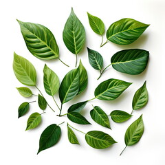 Wall Mural - green leaves on white background