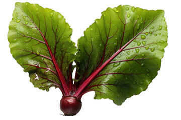 Poster - An up-close image of a beetroot that has been sliced in half, placed on a transparent background. The photo is taken from a bird's eye view.