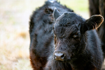 Wall Mural - Close up of cute Angus calf