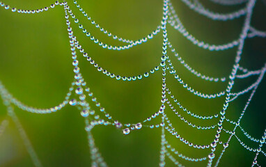 dew drops on spider web