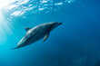 wildlife dolphin in the sea
