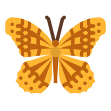 Variegated Fritillary Butterfly Bug Insect Animal