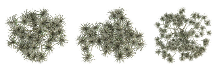Wall Mural - Palm trees on top view isolated on transparent background, 3d render illustration.