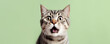 Leinwandbild Motiv Crazy surprised cat makes big eyes close-up on a colored background.