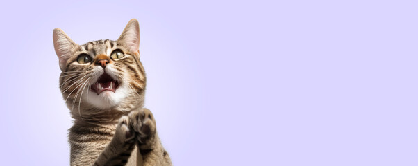 Funny portrait of a cat looking shocked or surprised against the background with its paw up.