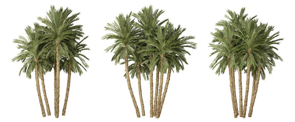 Phoenix dactylifera palm tree on transparent background, tropical plant, 3d render illustration.