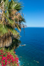 Ocean View With Bougainvillea Flowers And Palm Tree In Madeira Island, Portugal