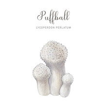 Puffball Mushroom Group. Watercolor Illustration. Common Puffball Mushroom Group Isolated On White Background. Edible Tasty Delicious Fungi Image