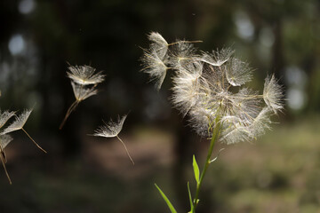 Poster - Dandelion seeds flying in nature.