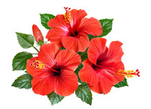 Red Hibiscus Flowers And Buds Isolated