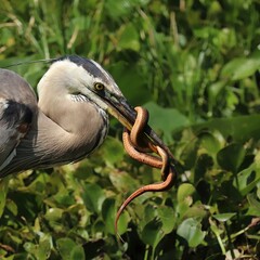 Wall Mural - Epic Battle between Great Blue Heron and a huge Water Snake Orlando Wetlands Florida