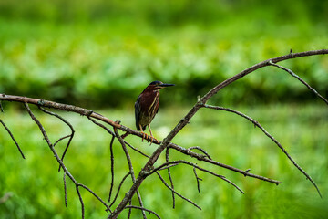 Wall Mural - Green Heron on a Branch