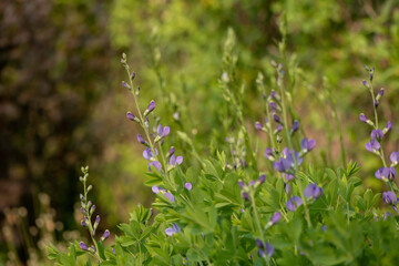 Sticker - flowers in the grass