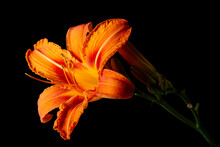 Orange Lily On Black