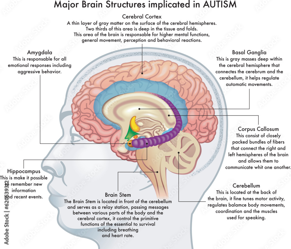 Medical Illustration Showing Major Brain Structures Implicated In medical-illustration-showing-major-brain-structures-implicated-in