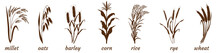 Sprigs Of Cereal Plants On White. Silhouette Of Bunch Of Millet, Barley And Wheat. Oatmeal And Rice Stalk Icon. Elements For The Design Of Packaging Of Cereals