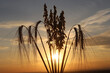 Getreideähren im Sonnenuntergang