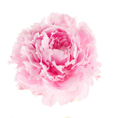 Wall Mural - Pink peony flower isolated on white background