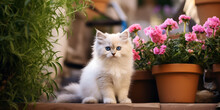 


···
CAT Persian Silver White Chinchilla Long Haired Pedigree Cat, White Cat Sitting Near Pink Flower, Generative Ai