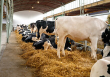 Black White Cows In A Row At A Livestock Farm, Dairy Farm.