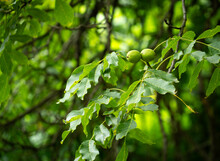 Walnuts, With Their Green Husks, Growing On A Walnut Tree In The Garden