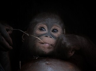 borneo orangutan