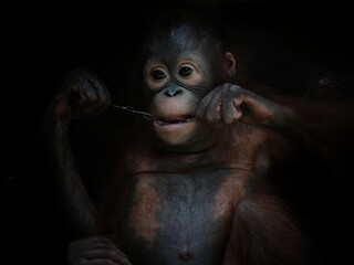 borneo orangutan