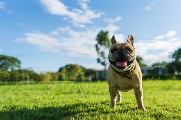 Wall Mural - Cute french bulldog standing on grass field against blue sky background.