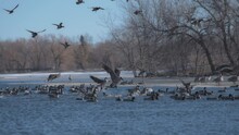Flock Of Ducks And Geese Landing On A Lake Surface In The Winter Park. Slow Motion. 