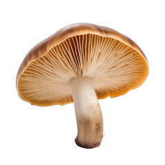 mushroom isolated on transparent background cutout