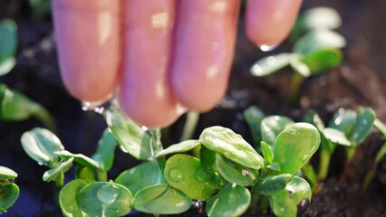 Wall Mural - Agriculture. hand water group green sprout in the soil field water drops irrigation. agriculture concept. hand watering sprout rain water drops irrigation business concept. green sprout in the soil