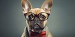 Portrait of a clever dog wearing eyeglasses, concept of Animal intelligence, created with Generative AI technology