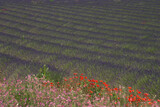 Fototapeta Paryż - Lavendelfeld bei Valensole in der Provence