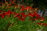 Fototapeta Dmuchawce - amarylis lato w w ogrodzie kolonia kwiatów w ogrógzie przydomowym