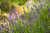 Fototapeta Lawenda - natural flower background. fresh lavender flowers close up on a sunny day