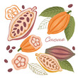 Brown cacao beans, pods as organic plant and natural food, green leaves in cartoon design. Cocoa, Vector Illustration of Cocoa Beans, Leaves in Cartoon Design