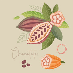 Wall Mural - Cocoa bean illustration. Vintage style design template. chocolate cocoa beans. Vector illustration