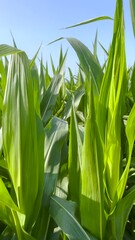 Canvas Print - Bright, green healthy corn crops blow in the wind. Closeup views of ears of corn crops set against a clear morning sky. Panning views.