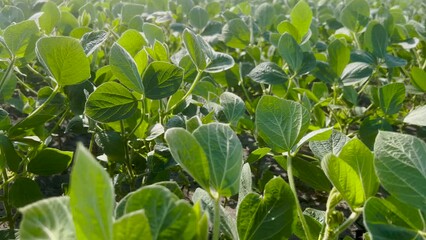 Sticker - Deep within rows of Soybean Crop Plants within a Large Agricultural Field. Morning sunlight shines down upon the green leaves. The crops are vibrant and healthy following rainfall.