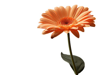 Wall Mural - a single gerbera flower in orange hue stands alone against a transparent background.