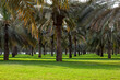 Orchard with palm date trees with green garden in Dubai Sharjah, UAE