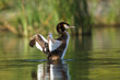 Grebe with spread wings. Grebe on the lake on a Green background. Great Crested Grebe, waterbird (Podiceps cristatus)

