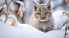Lynx Kitten Camouflaged Against The Snowy Canadian Winter, Created With Generative Ai