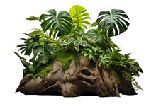 A Tree Trunk From The Jungle With Tropical Plants On It, Including A Climbing Monstera (Monstera Deliciosa). The Image Is Isolated On A Transparent Background And Has A Clipping Path.