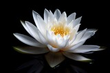Fototapeta  - Symbol of Purity. Closeup of Fresh White Lotus Flower on Black Background