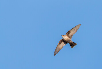 Wall Mural - crag martin, ptyonoprogne rupestris