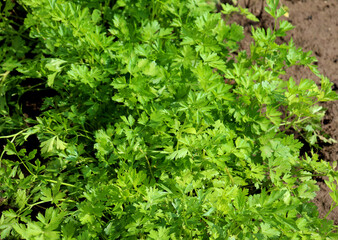 Wall Mural - Parsley grows in open ground