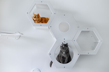 Two cats sit on wooden shelves on a white wall in an apartment